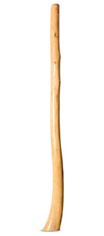 Earl Clements Flared Didgeridoo (EC381)